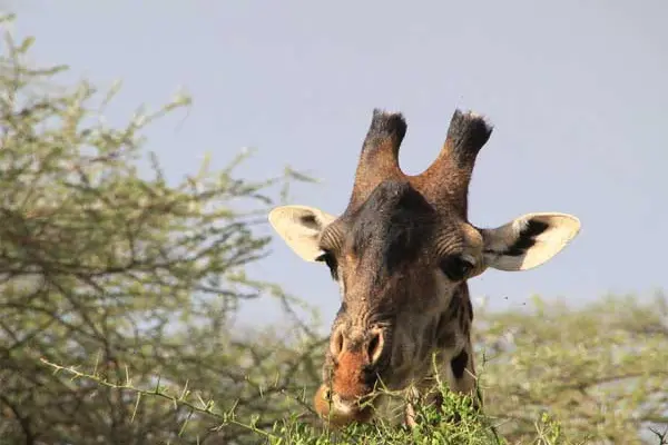 <i>African Safari 3D</i>