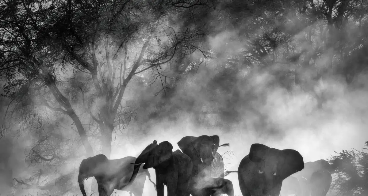 Ghost Elephants