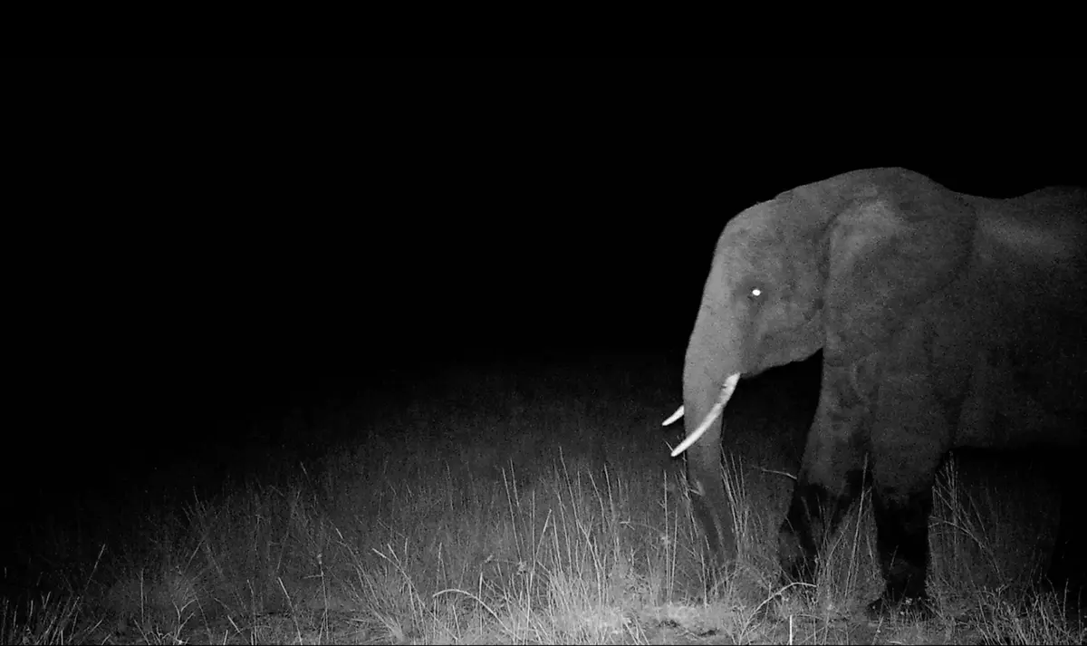 Ghost Elephants