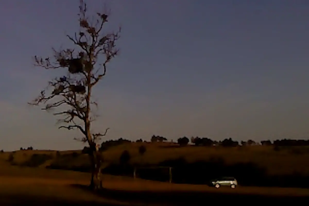 Dry Leaf \\u00A9 Alexandre Koberidze, New Matter Films