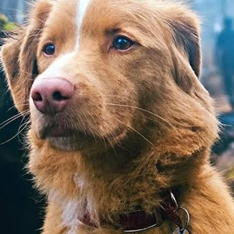 Dalla parte di Good Boy