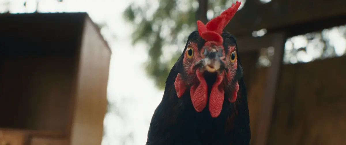 Hen