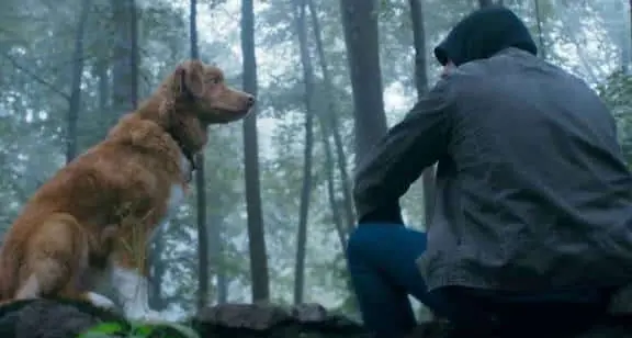 Good Boy