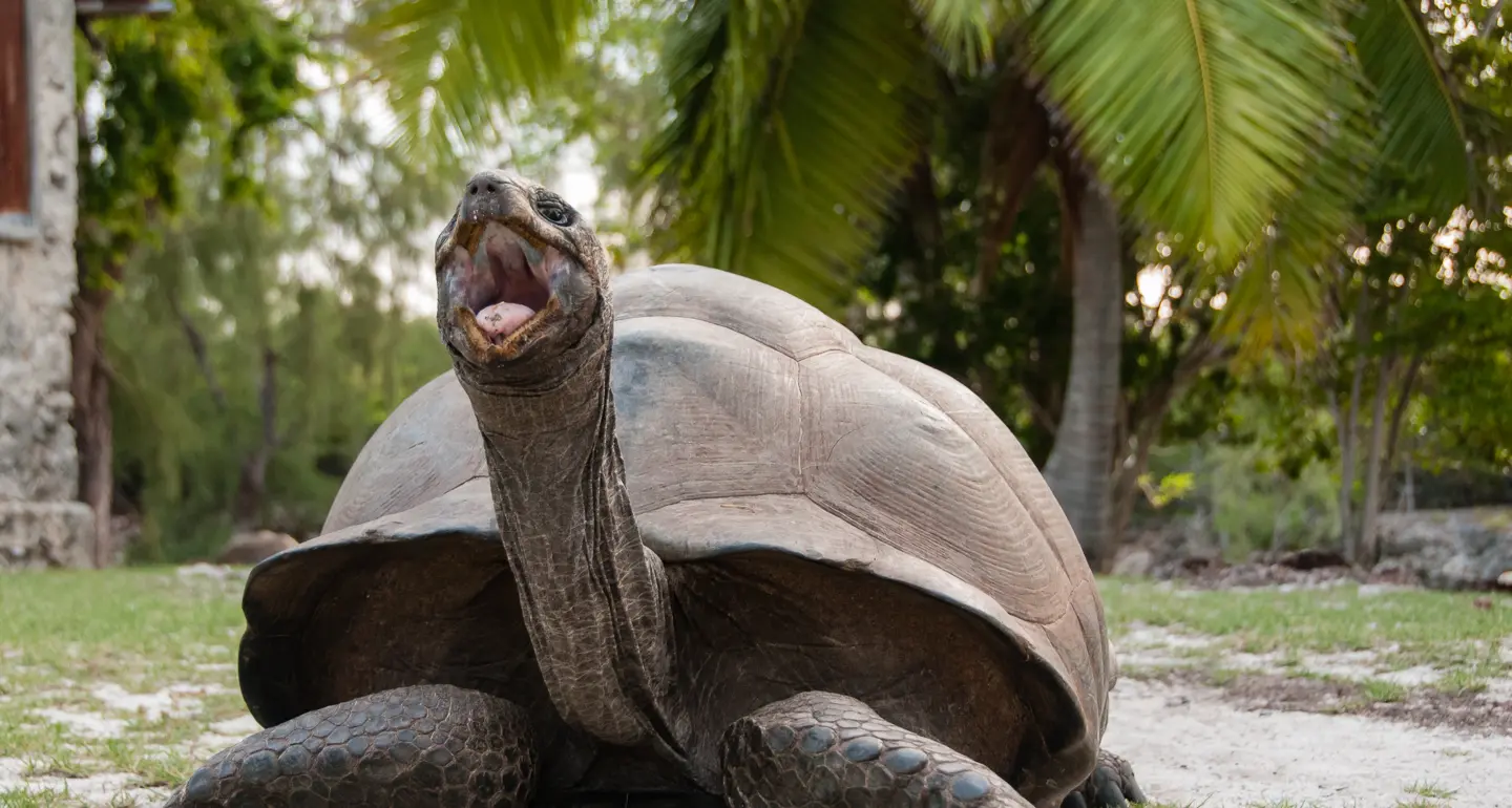 Aldabra di Steve L. Lichtag