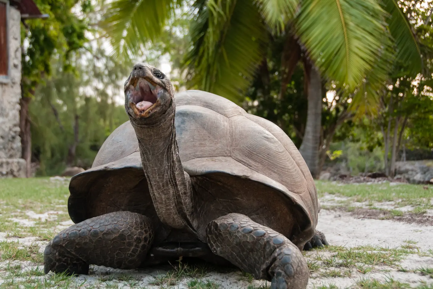 Aldabra di Steve L. Lichtag