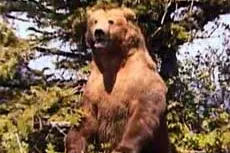 <i>Grizzly Man</i>