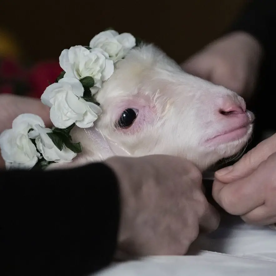 Massimiliano Camaiti racconta Agnus Dei