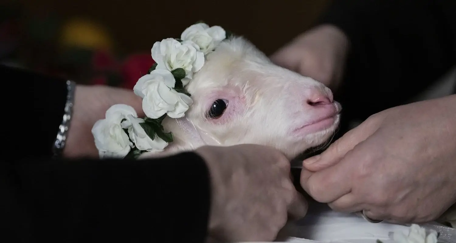 Massimiliano Camaiti racconta Agnus Dei