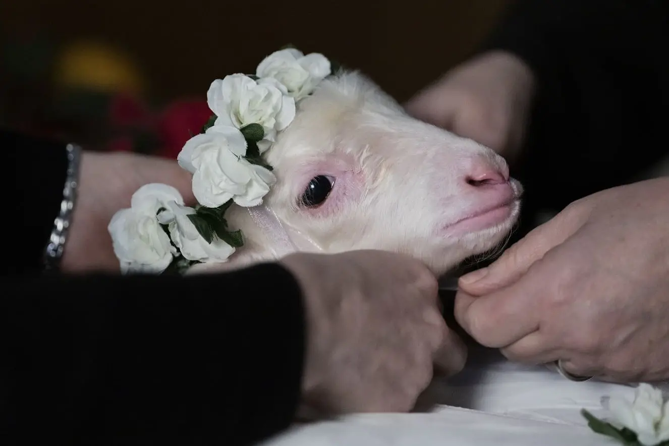 Massimiliano Camaiti racconta Agnus Dei