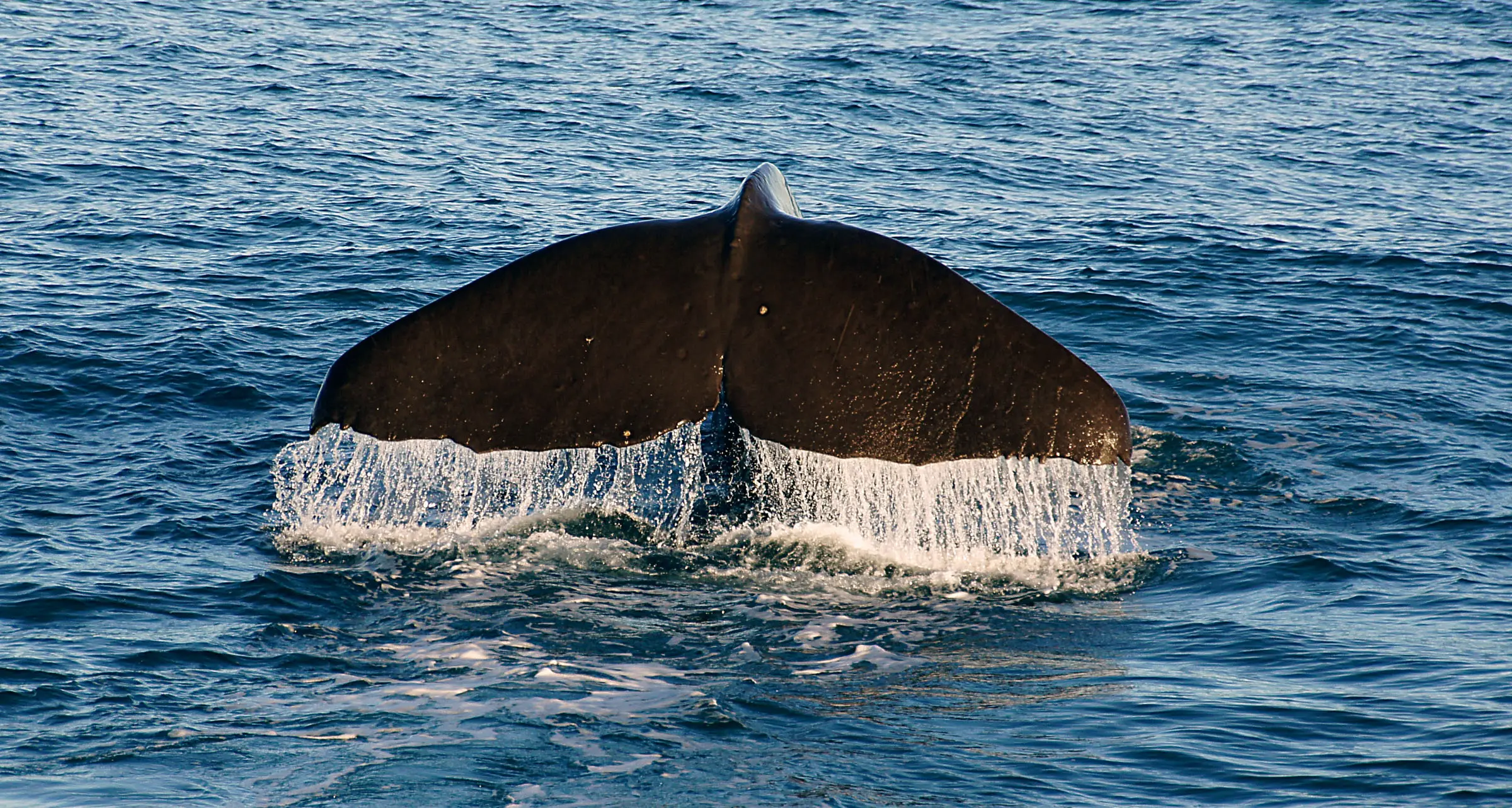 Se fosse un film: Horcynus Orca