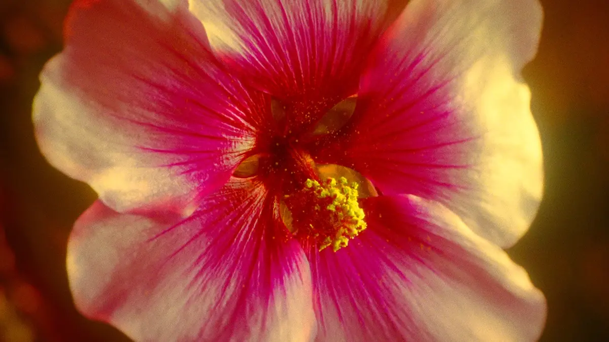 The Garden of Earthly Delights