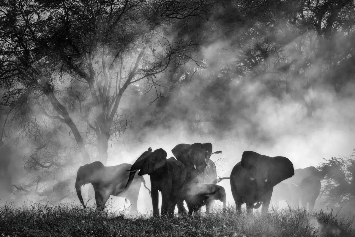 Ghost Elephants