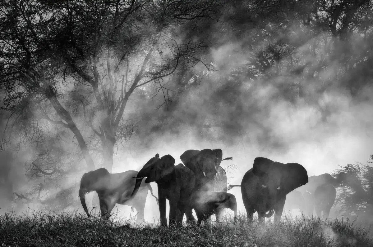 Ghost Elephants