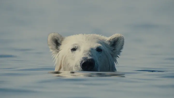 Nuisance Bear (2026)