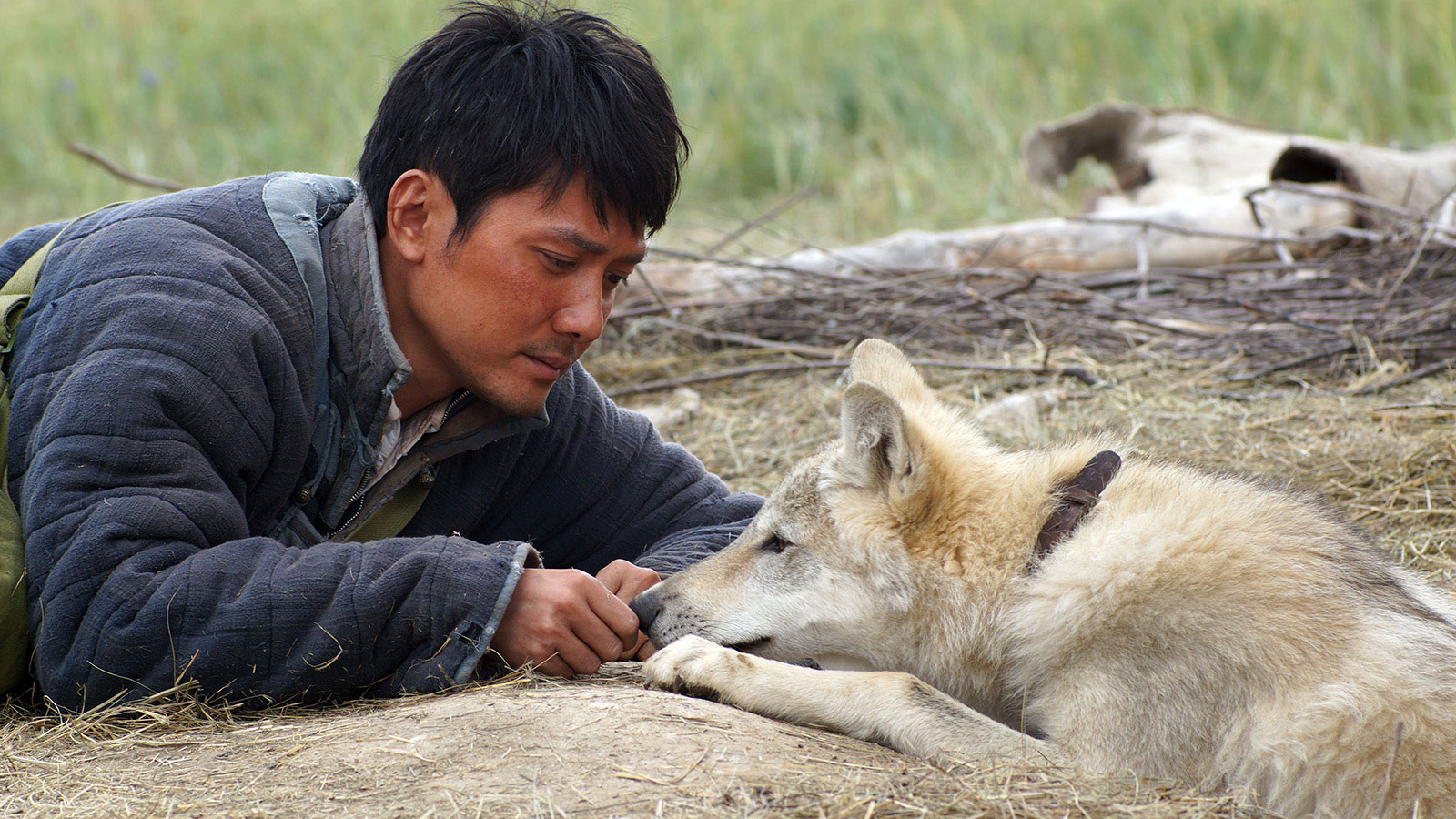 Film Al Cinema Il Lupo E Il Leone
