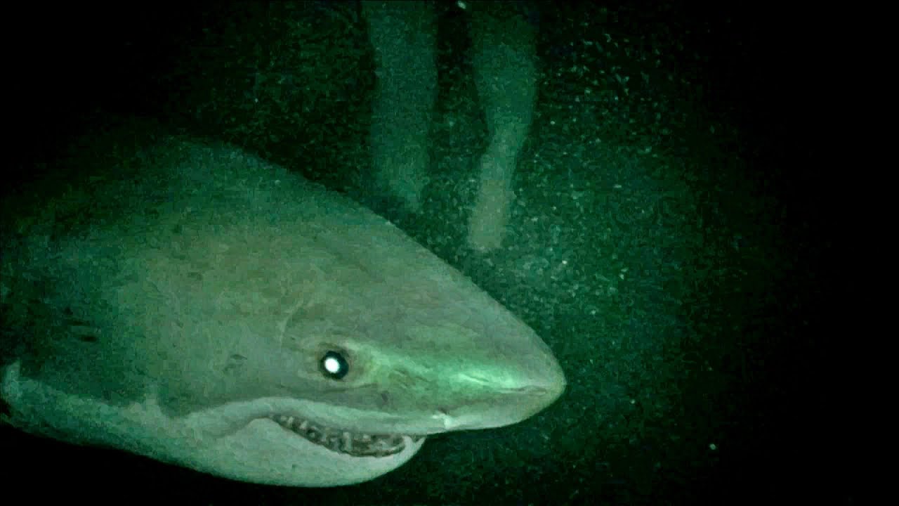 Open Water 3 Open Water 3